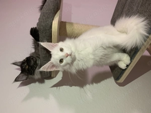 Maine Coon Kitten Mädchen