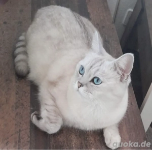 Reinrassiger BKH sucht eine liebevolles Zuhause. 