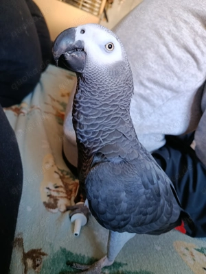 Kongo GrauPapagei männlich 