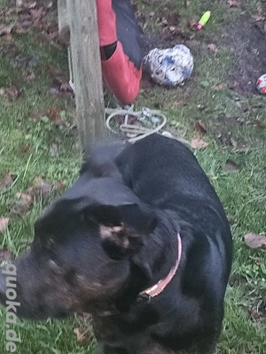 Rottweiler Mischling sucht Neues Zuhause