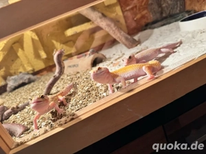 Verkaufe meine Geckos