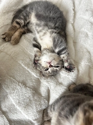 Wunderschöne British Kurzhaar-Kitten zu vergeben