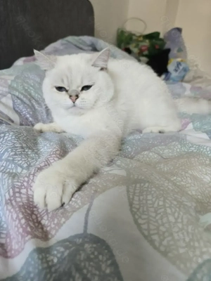 Britisch kurzhaar weis 