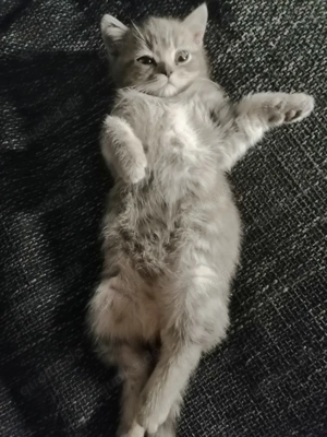 Bkh Kitten ein Kater