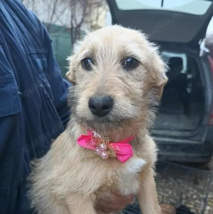 KARMA - kleines fröhliches Mädchen (wartet in Rumänien)