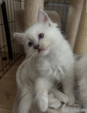 Katzenbabys Ragdoll-Mix