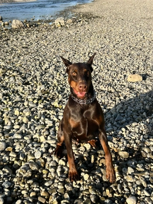 Dobermann BAMBI sucht dringend Kurzzeitpflegeplatz