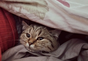 Verschmustes und sehr süßes BKH Kitten Weibchen