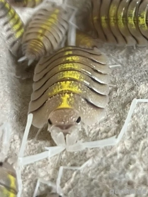 Porcellio bolivari Yellow Ghost, Asseln