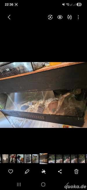 Holzterrarium 1.20m x60 plus schlangen 