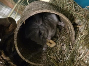 Zwei Chinchilla Schwestern