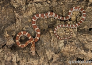 2.0 het. Palmetto kornnatter 