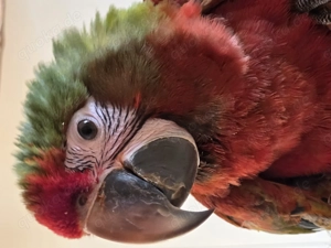 Ara Shamrock aus 2025