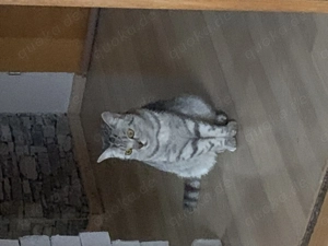 BKH Mädchen 3 Jahre alt sucht ein neues Zuhause