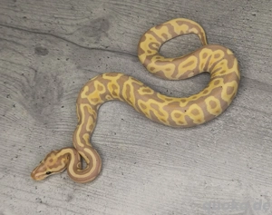 0.1 Leopard Banana Spotnose Königspython 