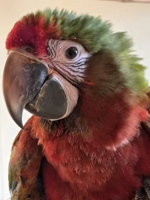 Ara Shamrock aus 2025