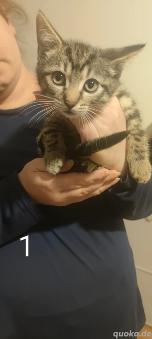    Süße Babykatzen abzugeben   3 Kater & 1 Katze   