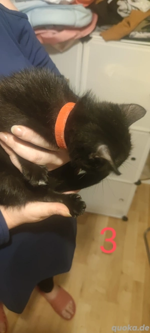    Süße Babykatzen abzugeben   1 Kater & 1 Katze   