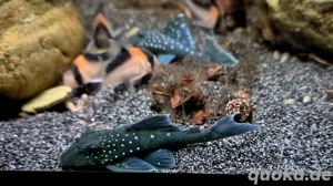L128 Hemiancistrus spec Blauer Phantomwels