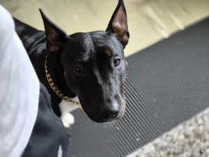 Miniatur Bullterrier