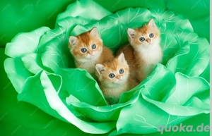 BKH goldene Kittens