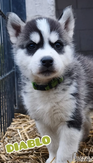 Husky Welpen suchen ein Zuhause 