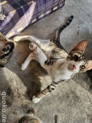 Kitten Katze Kater Tierschutz Bundesweite Vermittlung 