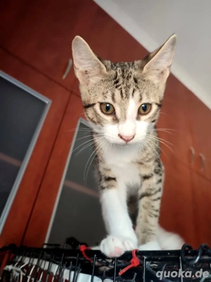 Kitten Katze Kater Tierschutz Bundesweite Vermittlung 