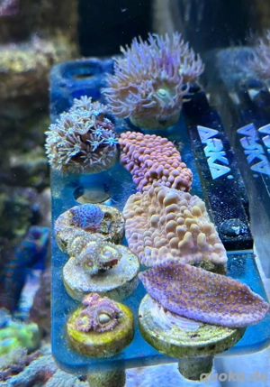 Ableger Set 8 Korallen Meerwasser