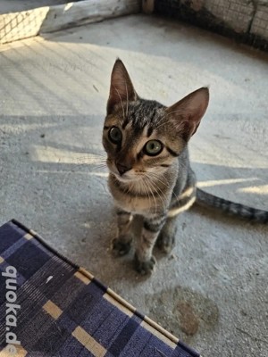 Kitten Katze Kater Tierschutz Bundesweite Vermittlung  Bild 8