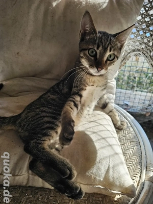 Kitten Katze Kater Tierschutz Bundesweite Vermittlung  Bild 5