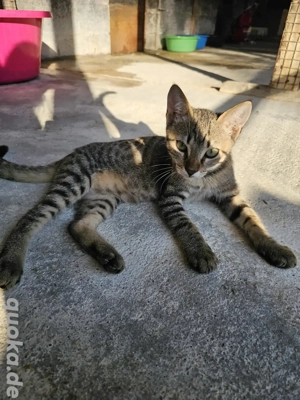 Kitten Katze Kater Tierschutz Bundesweite Vermittlung  Bild 4