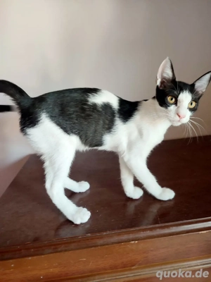 Kitten Katze Tierschutz Bundesweite Vermittlung  Bild 3