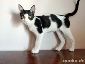 Kitten Katze Tierschutz Bundesweite Vermittlung 