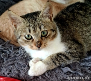 Kitten Katze Kater Tierschutz Bundesweite Vermittlung 