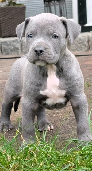 American Bully XL Welpen mit Papieren 