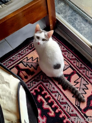 Kitten Katze Tierschutz Bundesweite Vermittlung 