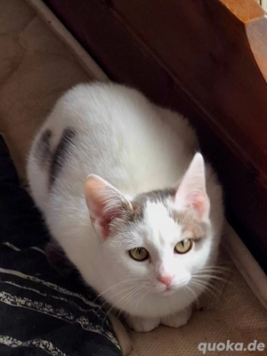 Kitten Katze Tierschutz Bundesweite Vermittlung 