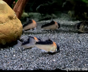 Kupferfleck Panzerwels Panzerwelse Hoplisoma duplicareus Corydoras