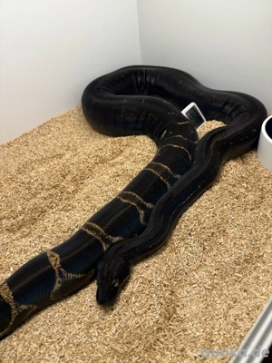 0.1 Img jungle Dh Kahl Anery Typ 2  