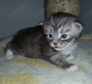 Maine Coon Kitten weiblich