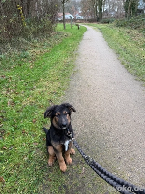 kleiner Charlie sucht für immer Zuhause 