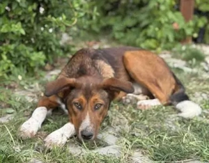 Hübsche Ela - freundlich und ausgeglichen Bild 2