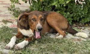 Hübsche Ela - freundlich und ausgeglichen Bild 5