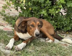 Hübsche Ela - freundlich und ausgeglichen Bild 4