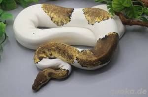 verkauft an Thorsten  0.1 Pastel Enchi Pinstripe Piebald Zuchtweibchen mit 2000g
