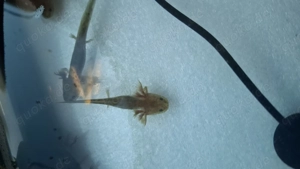 Axelotel abzugeben aus eigener Zucht