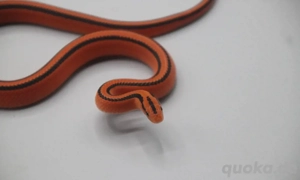 Bambusnatter oreocryptophis porphyraceus coxi ( Bambusnatter ) 