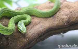 Natter 0.1 Smaragdnatter (Gonyosoma prasinum) DNZ 2025
