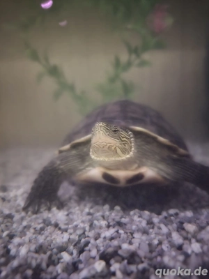 Wasserschildkröte abzugeben 